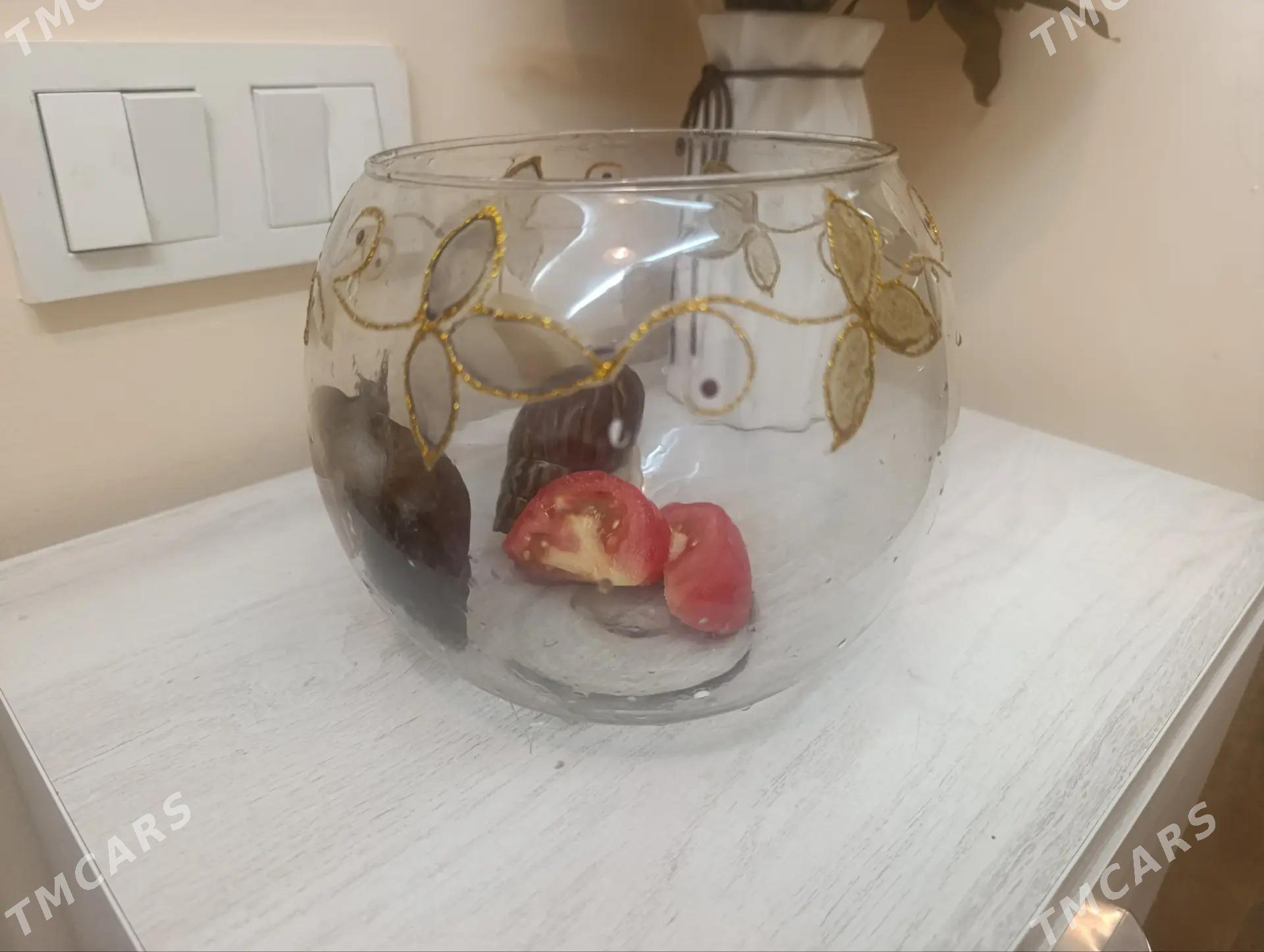 улитки большие - Aşgabat - img 4