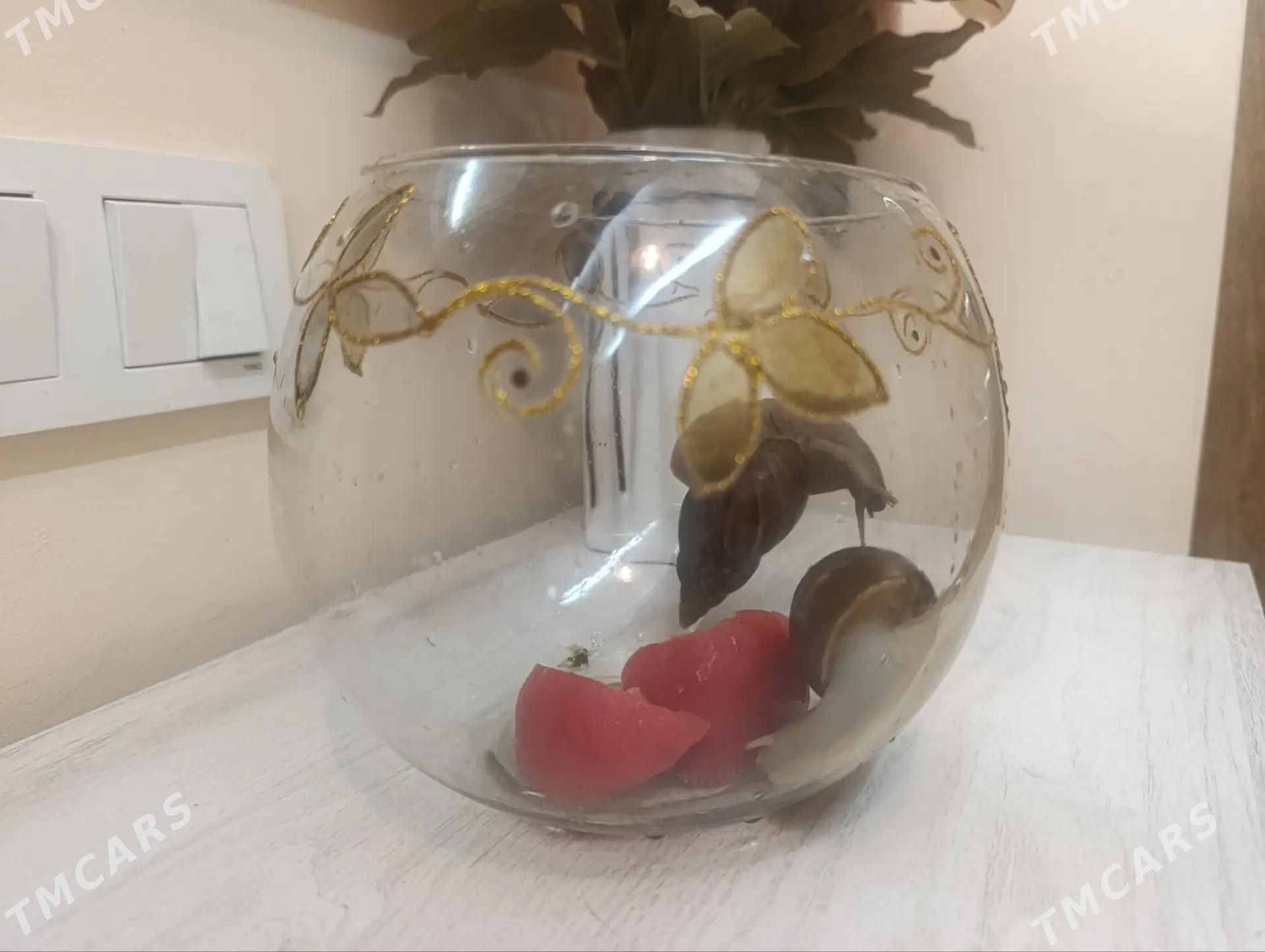 улитки большие - Aşgabat - img 3