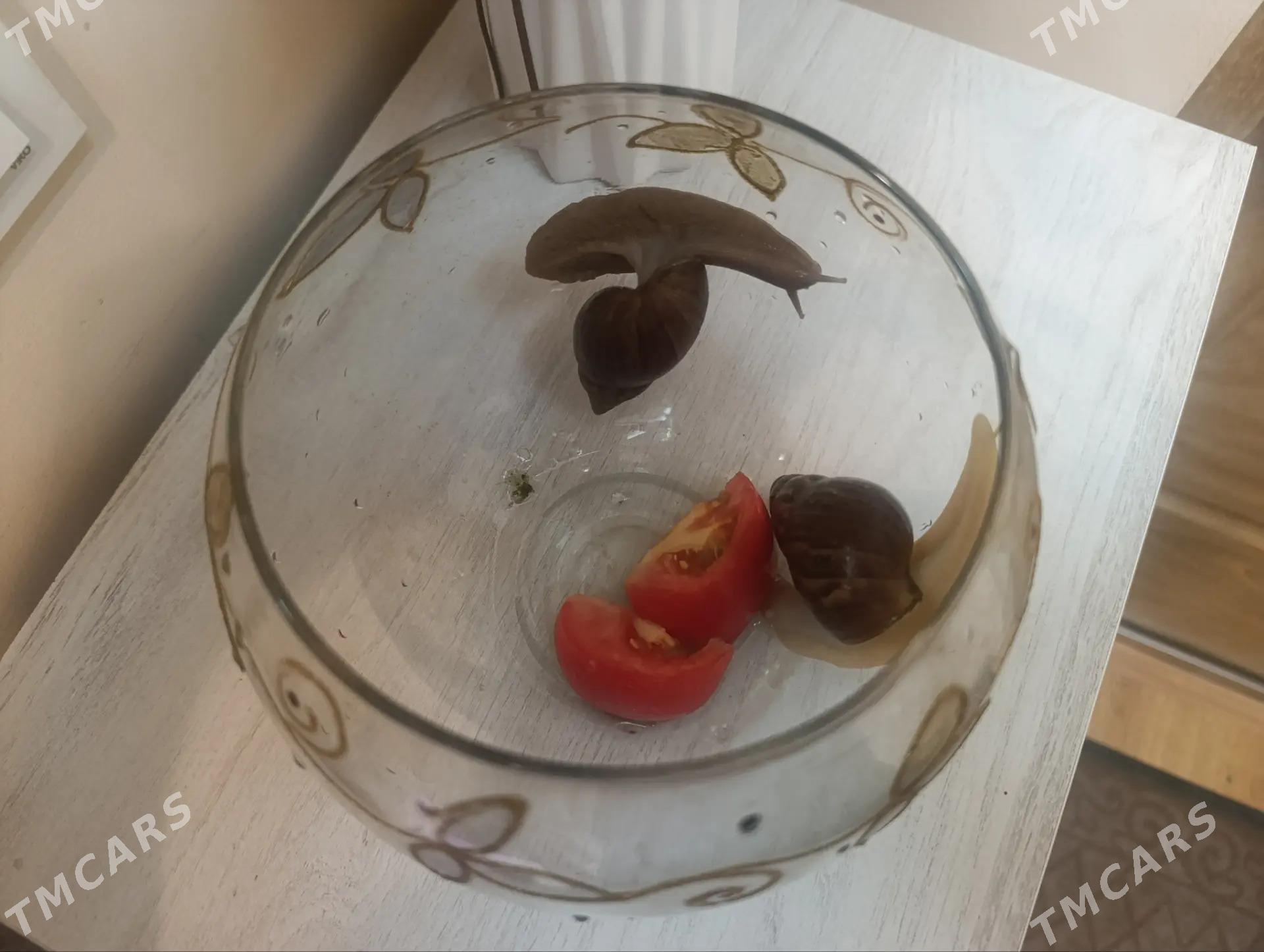 улитки большие - Aşgabat - img 1