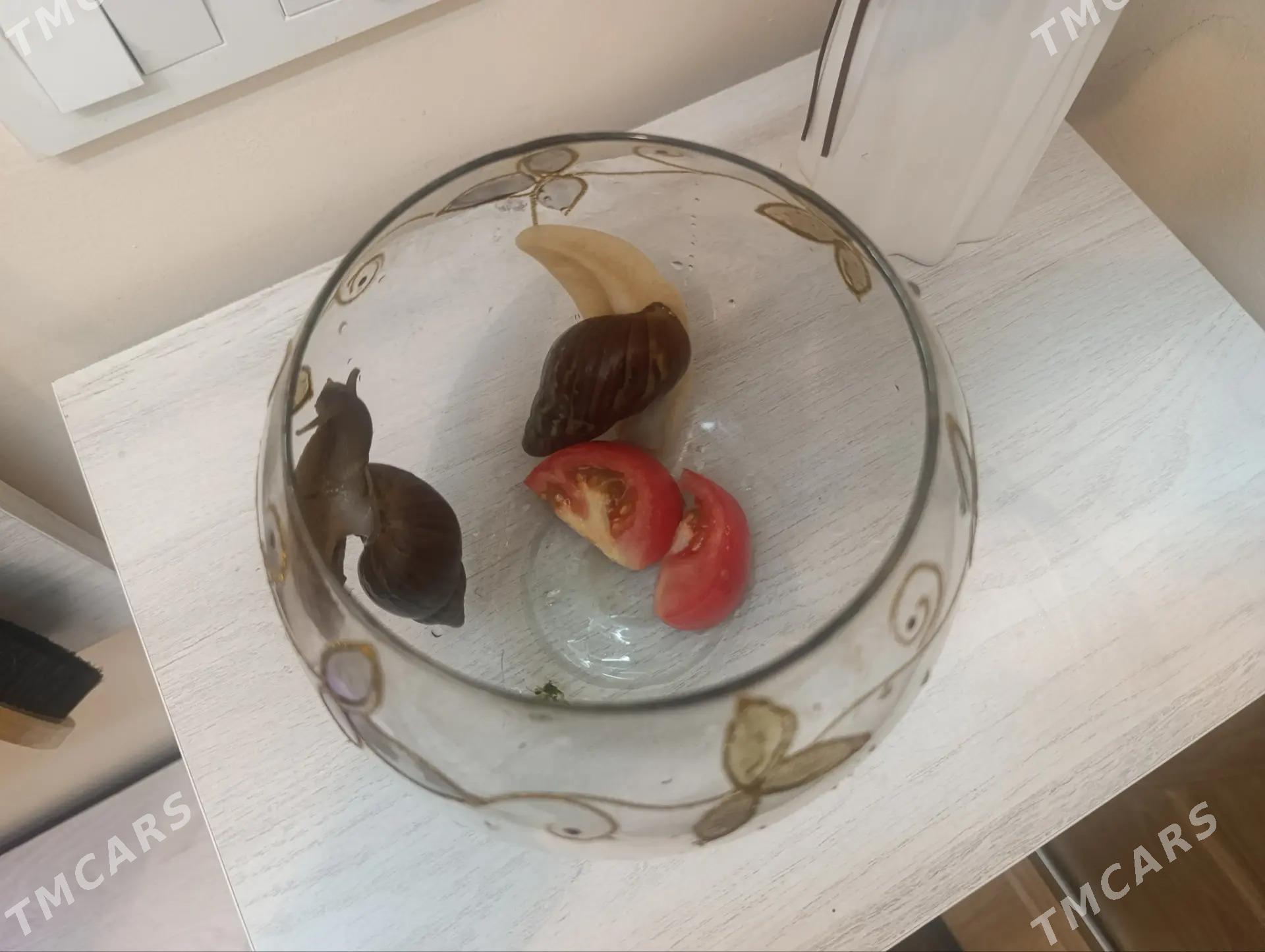 улитки большие - Aşgabat - img 2