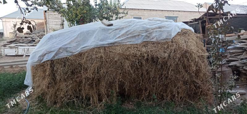 yorunja - Сакарчага - img 2