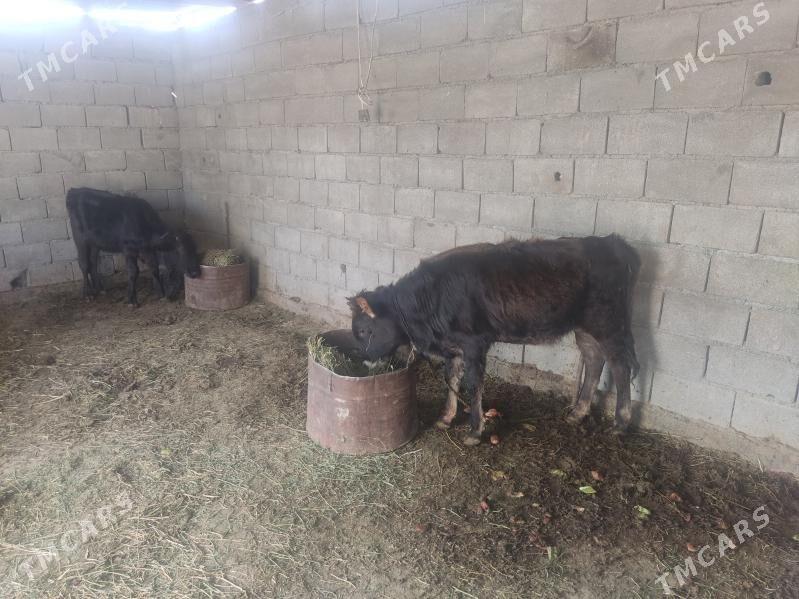 swes tuwe - Gökdepe - img 4