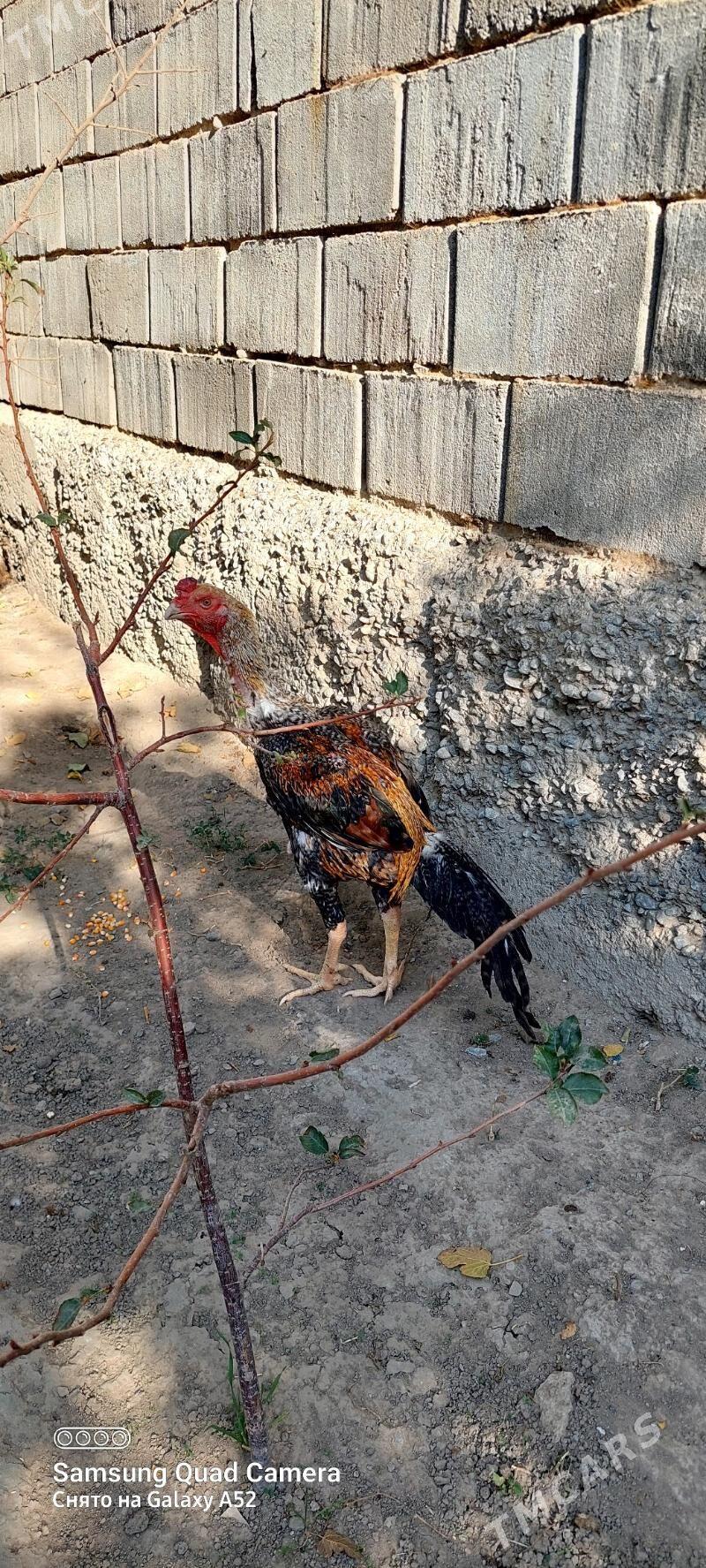 taskent horaz - Ашхабад - img 3