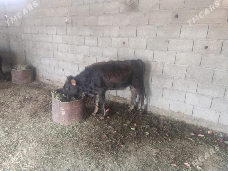 swes tuwe - Gökdepe - img 2