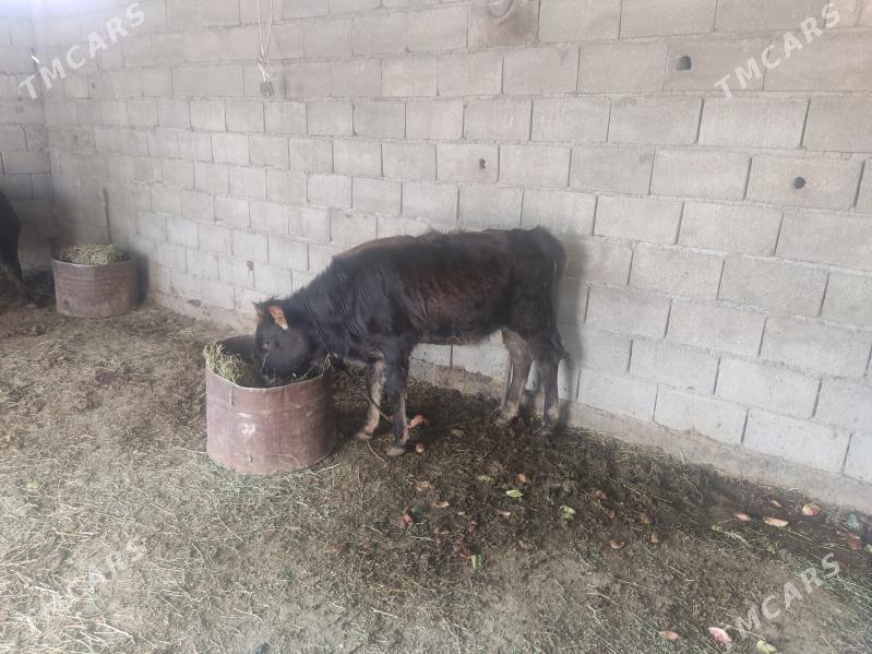 swes tuwe - Gökdepe - img 3