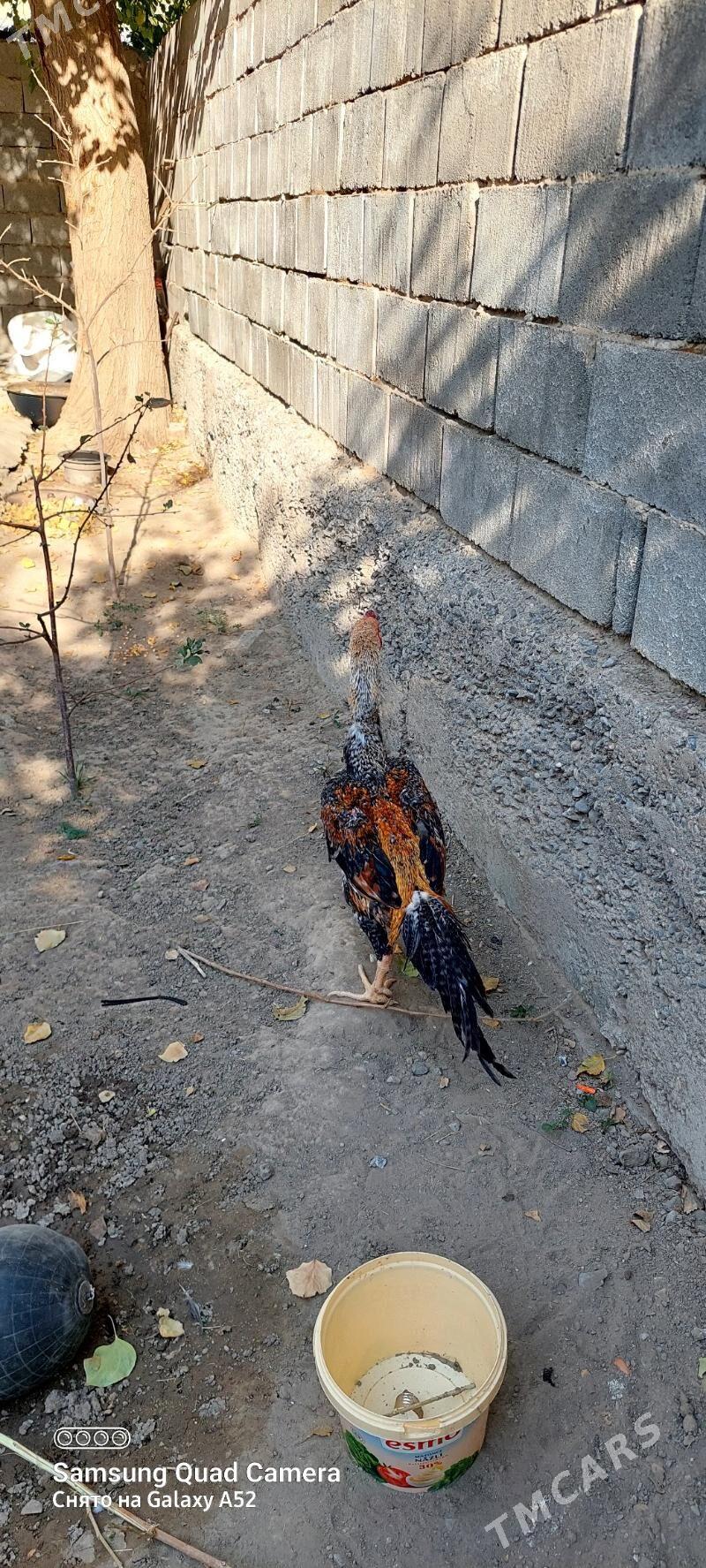 taskent horaz - Ашхабад - img 2