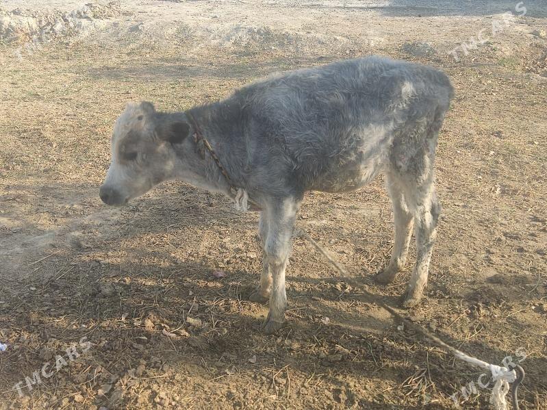 okuzce - Гёкдепе - img 3