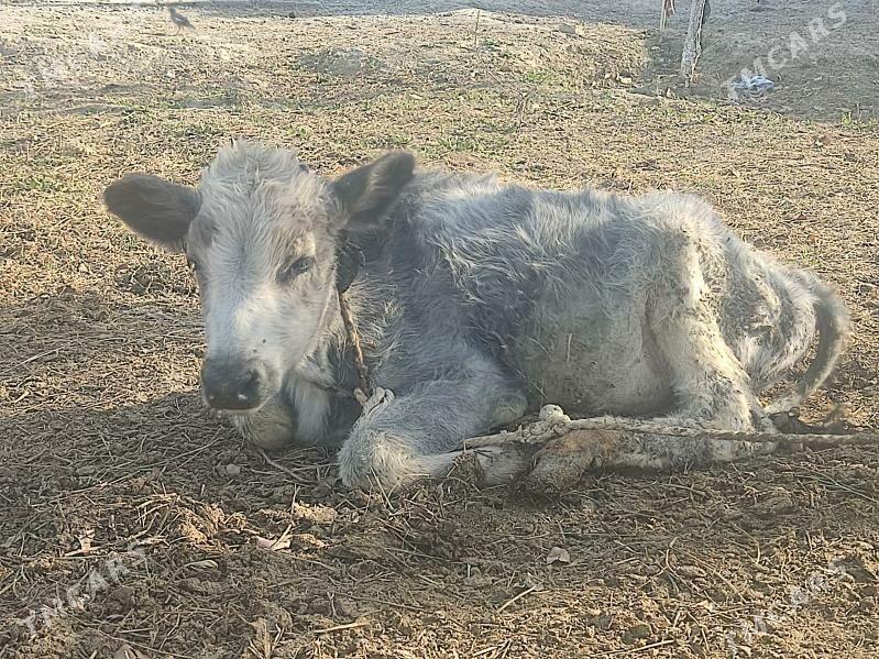 okuzce - Гёкдепе - img 4