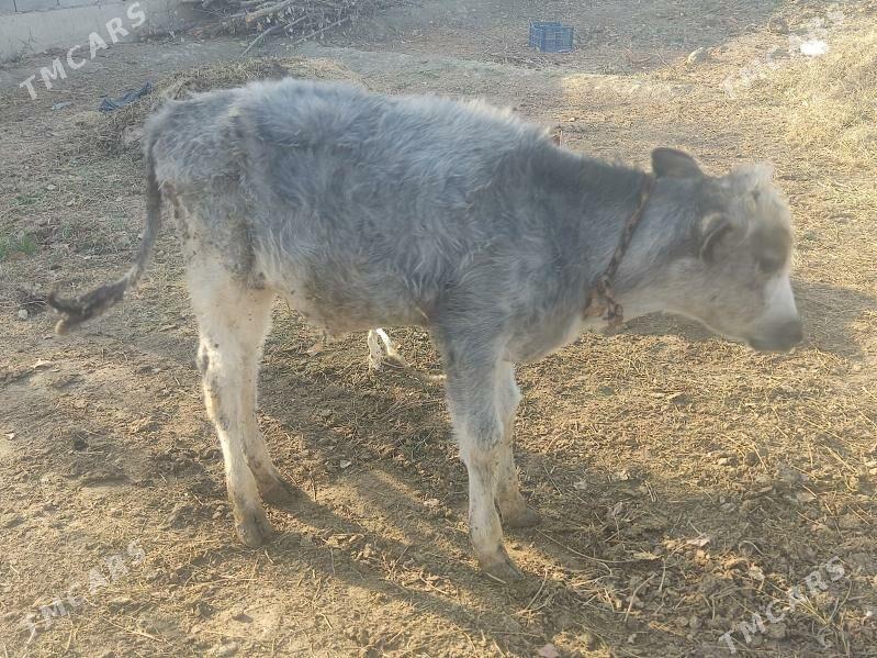 okuzce - Гёкдепе - img 1