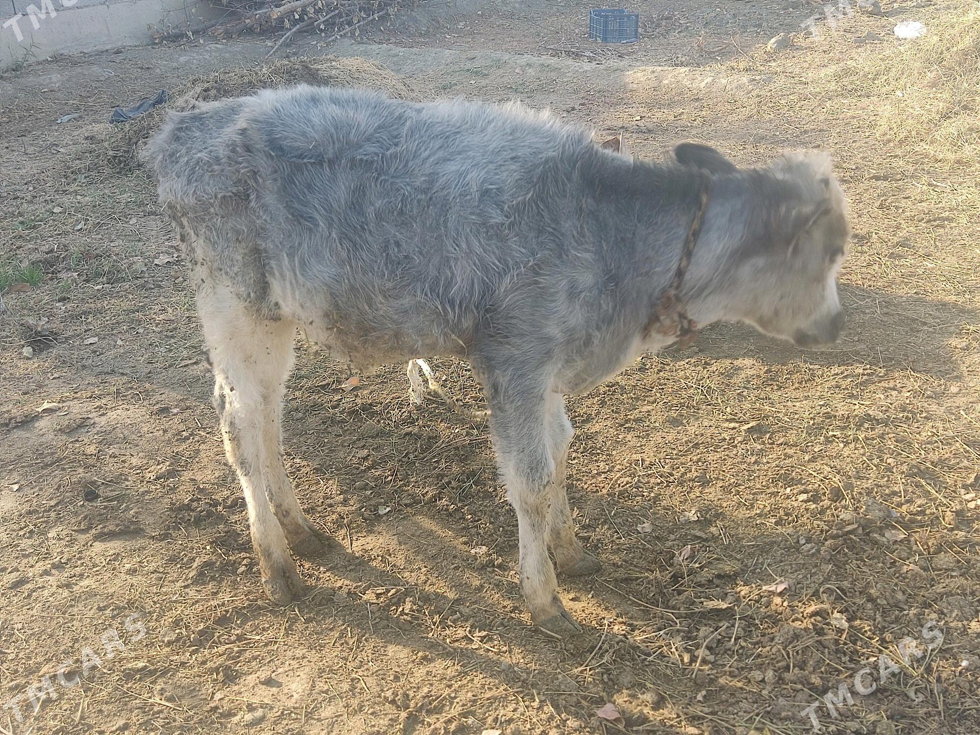 okuzce - Гёкдепе - img 2