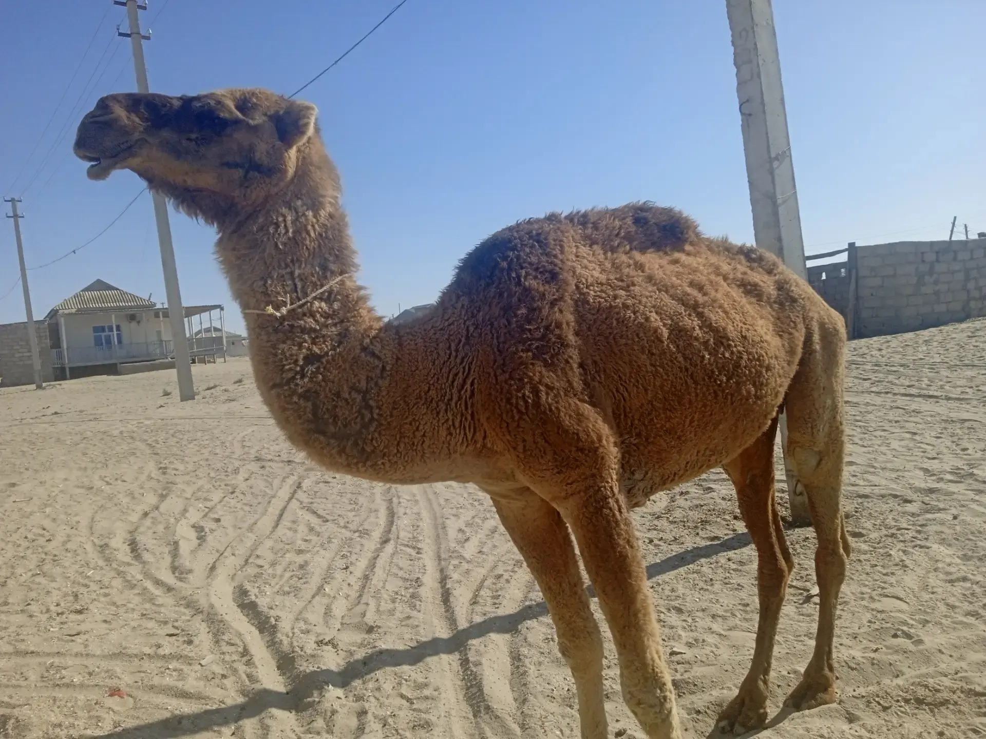 DÜÝE - Эсенгулы - img 3