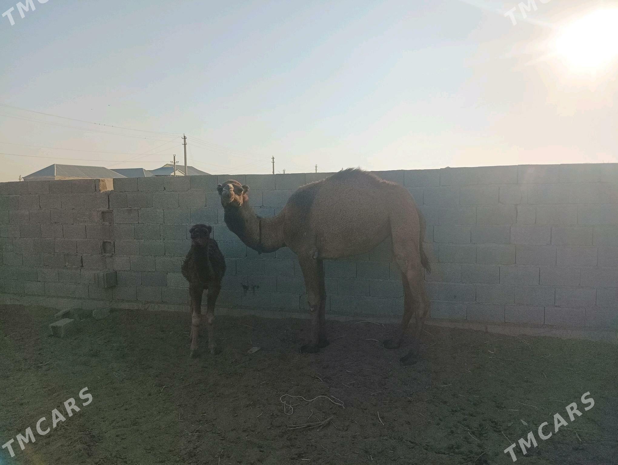 duye - Бахарден - img 2