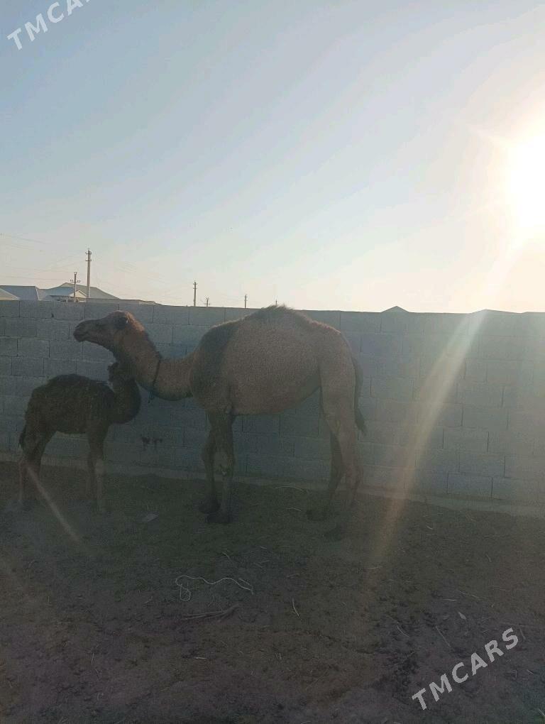 duye - Бахарден - img 3