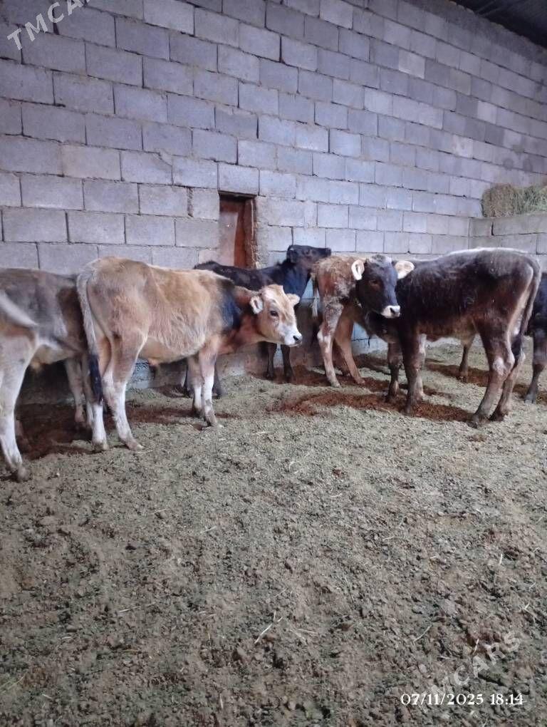 Şwes göleler - Herrikgala - img 6