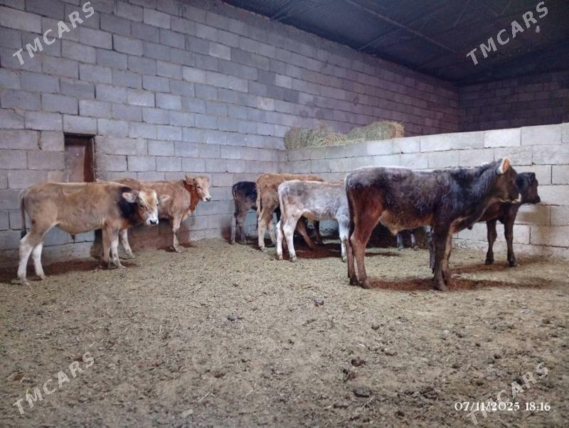 Şwes göleler - Herrikgala - img 1