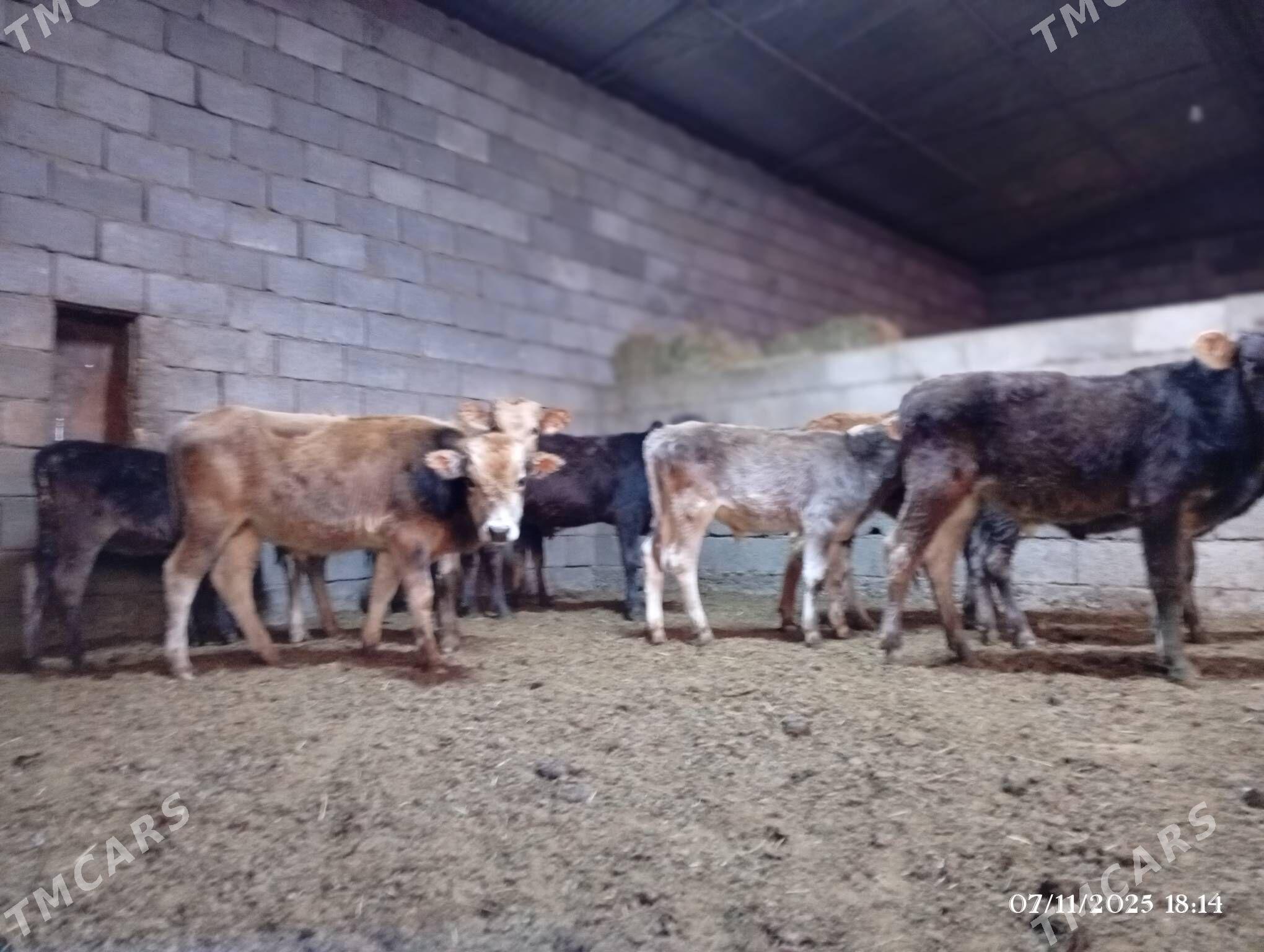 Şwes göleler - Herrikgala - img 5