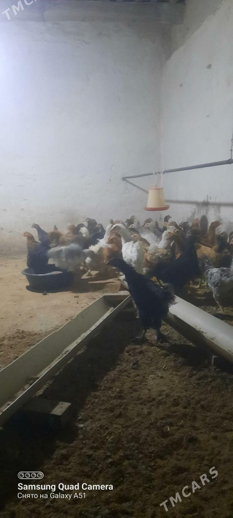 towuk jüje - Теджен - img 4