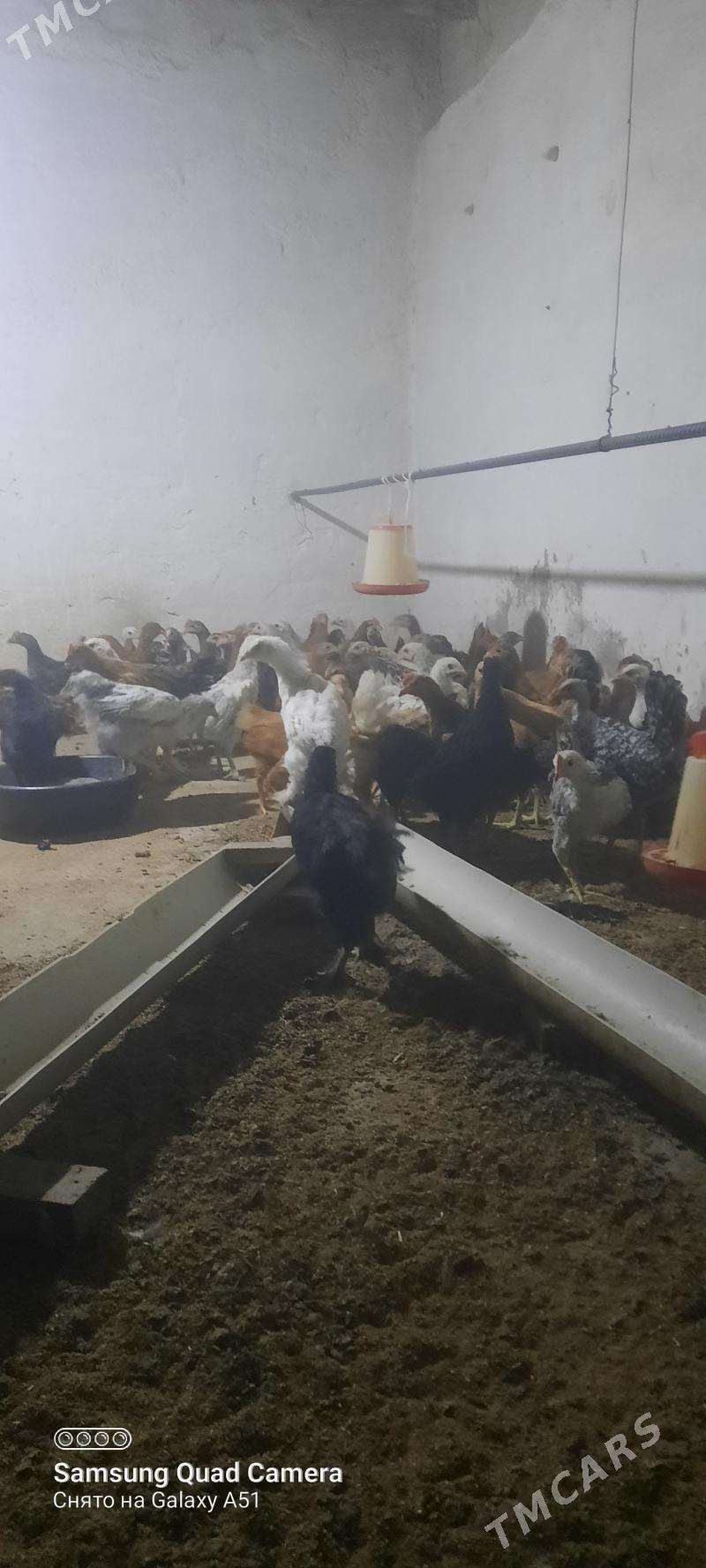 towuk jüje - Теджен - img 1