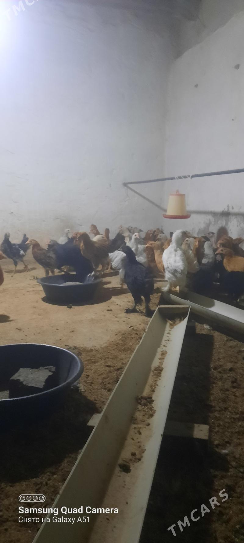 towuk jüje - Теджен - img 2