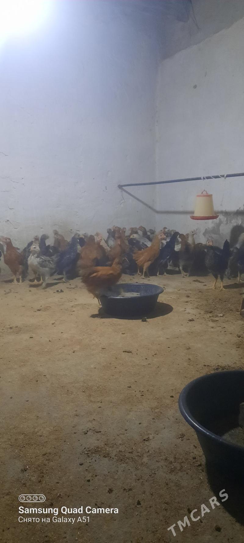 towuk jüje - Теджен - img 3