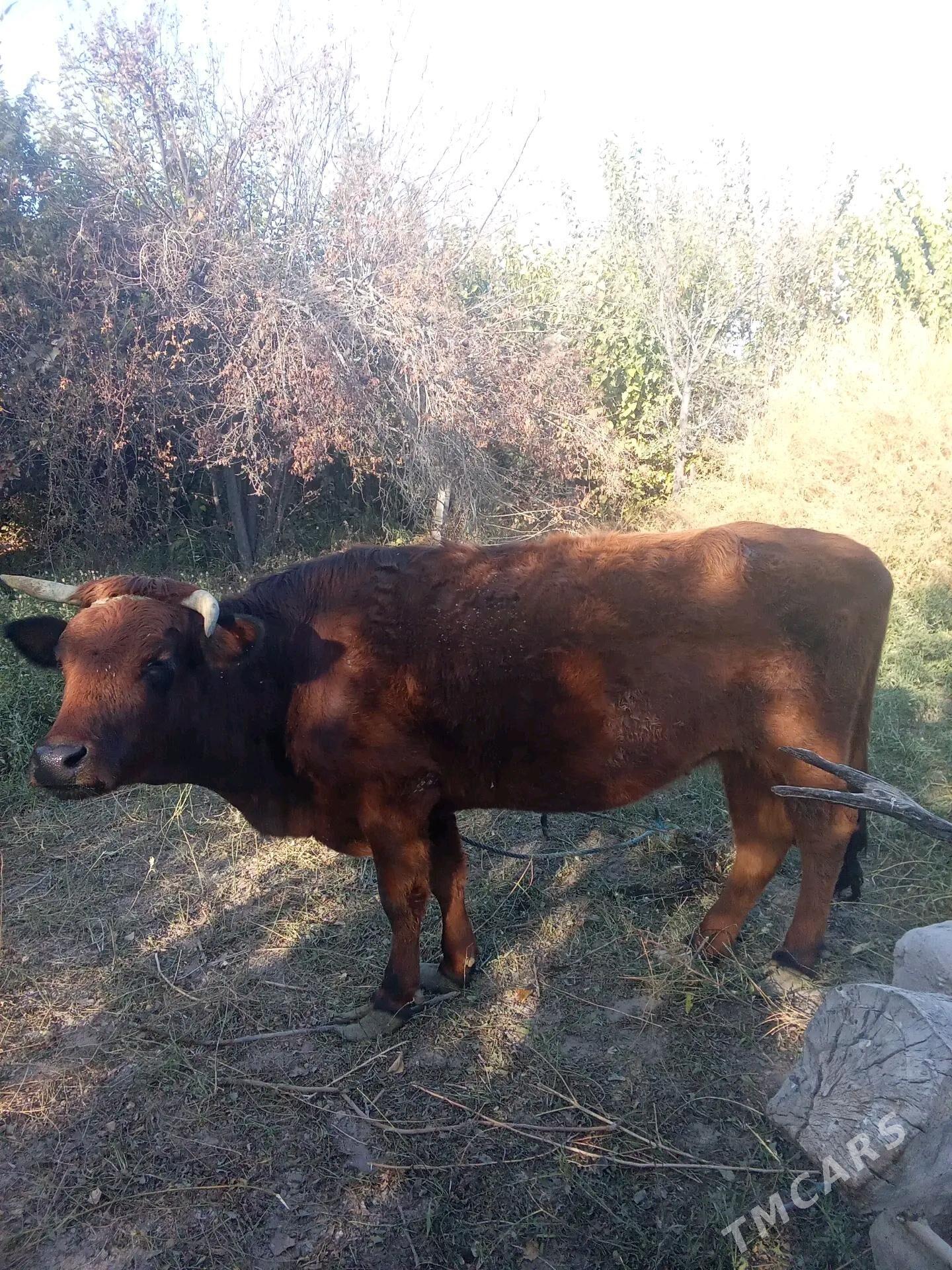 Sygyr - Türkmenabat - img 1