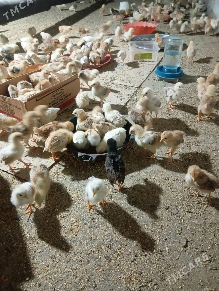 jüje - Gökdepe - img 2