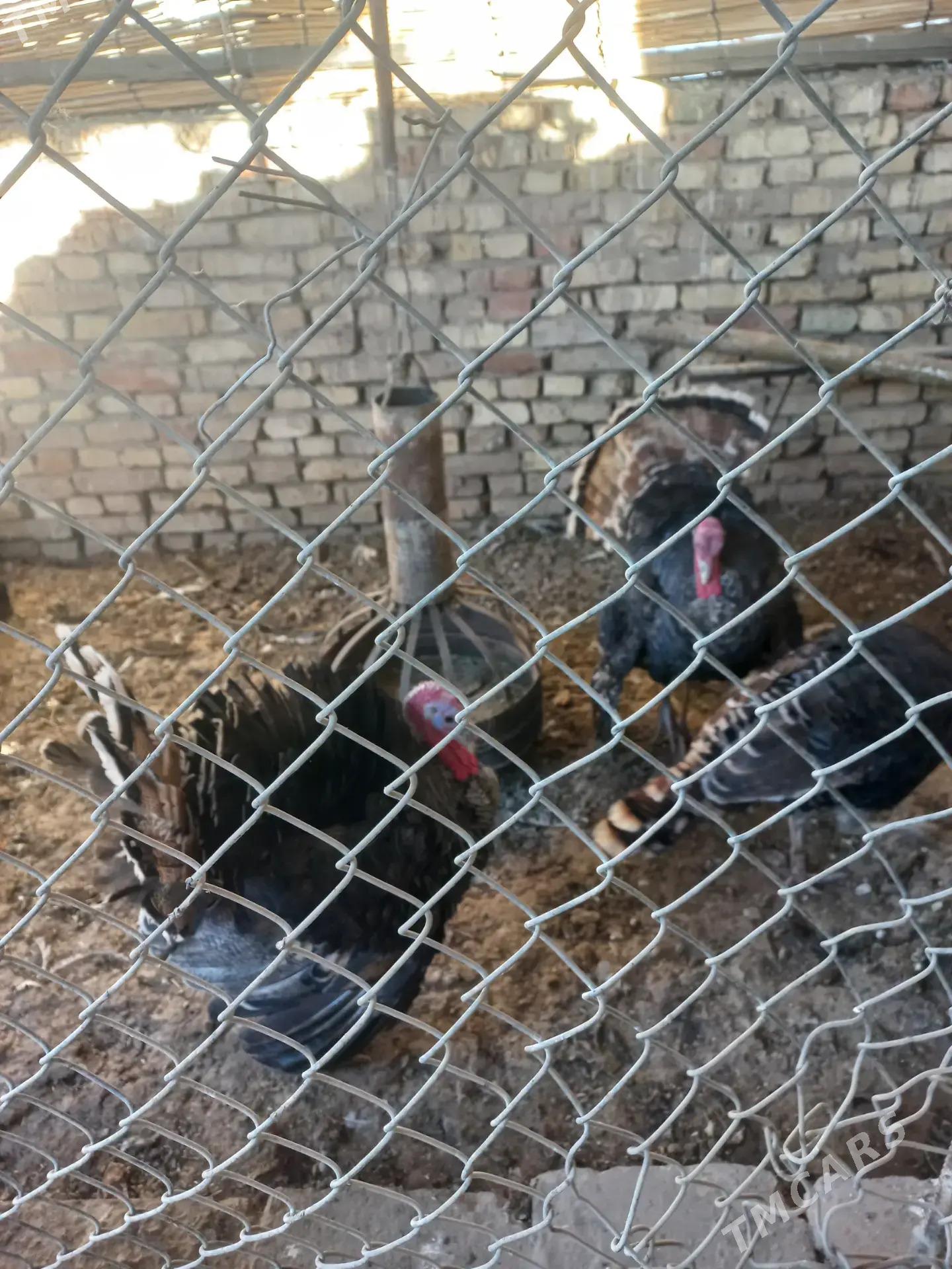 erkek induk - Мары - img 2