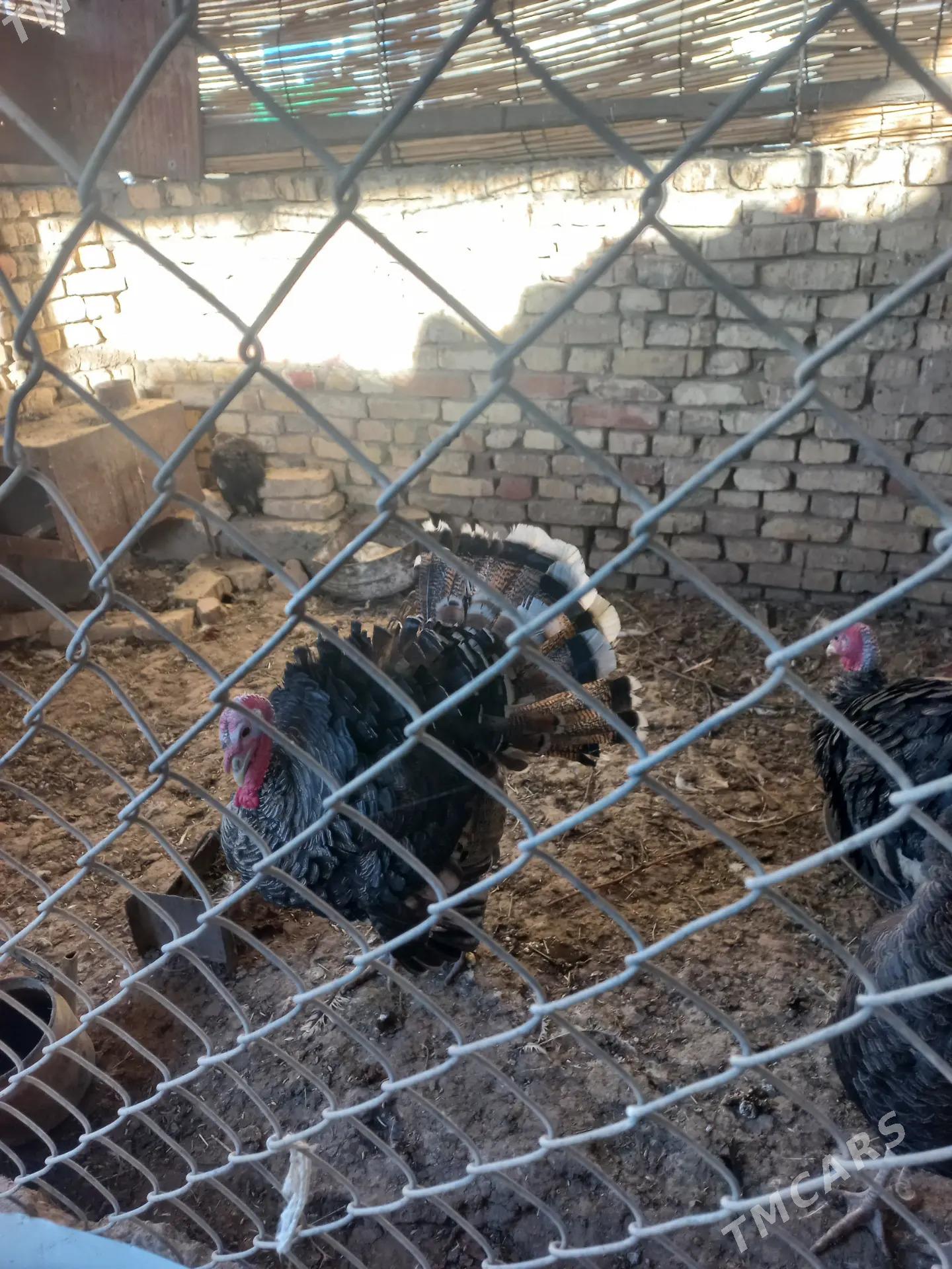 erkek induk - Мары - img 4