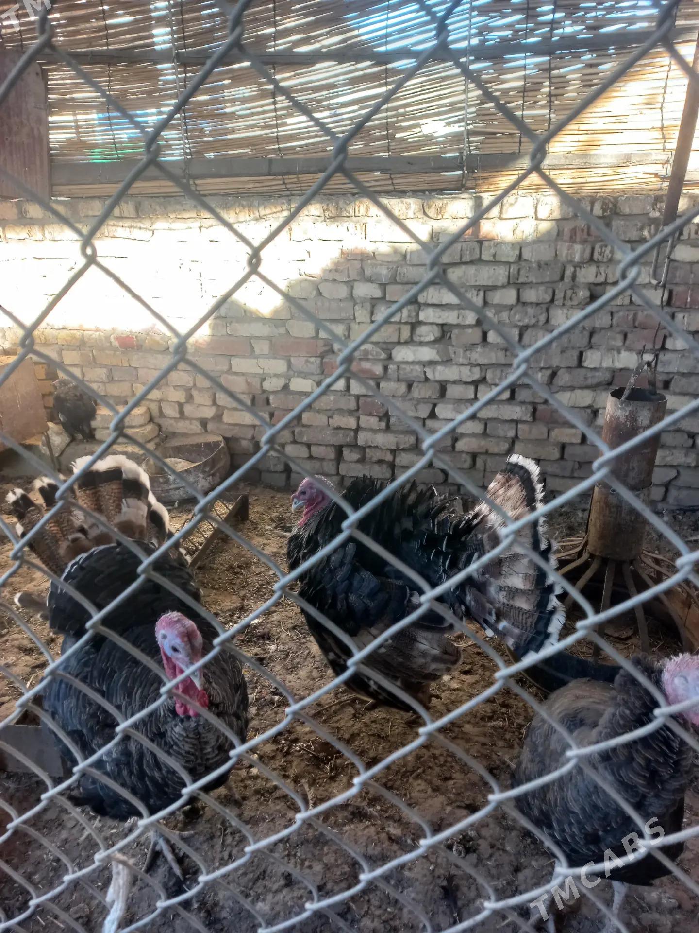 erkek induk - Мары - img 3