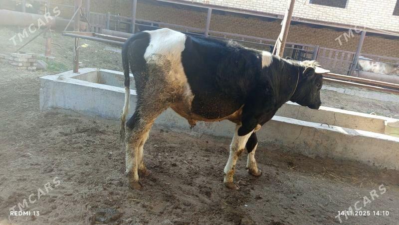 ökuz ökuzçe - Туркменабат - img 3