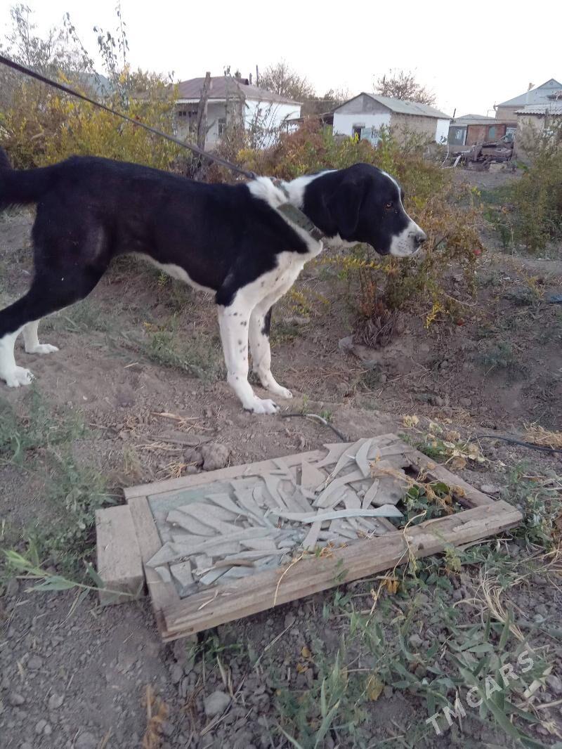 Alabaý - Мургап - img 1