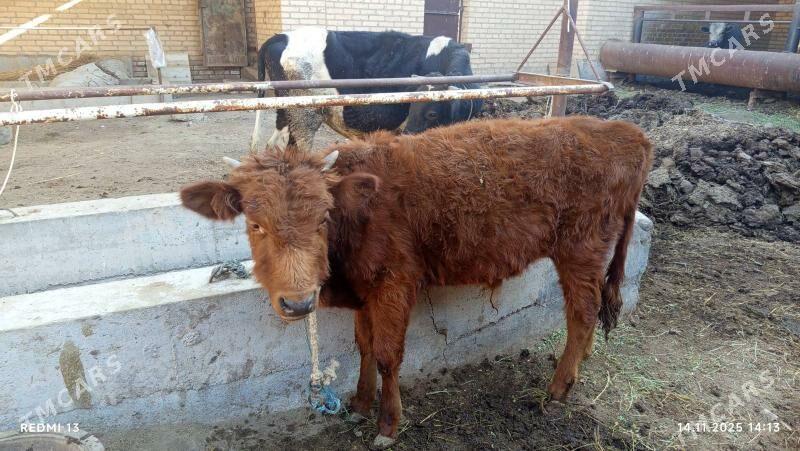 ökuz ökuzçe - Туркменабат - img 2