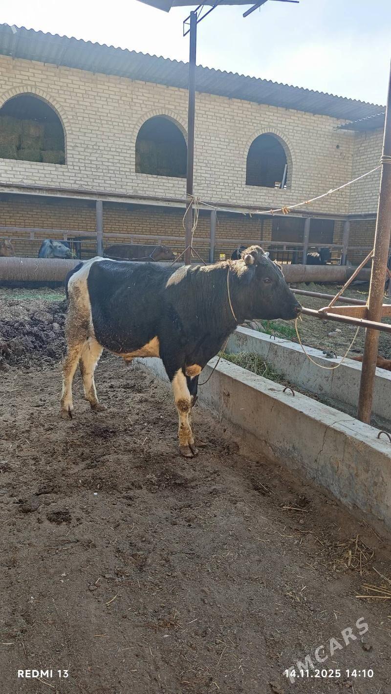 ökuz ökuzçe - Туркменабат - img 4