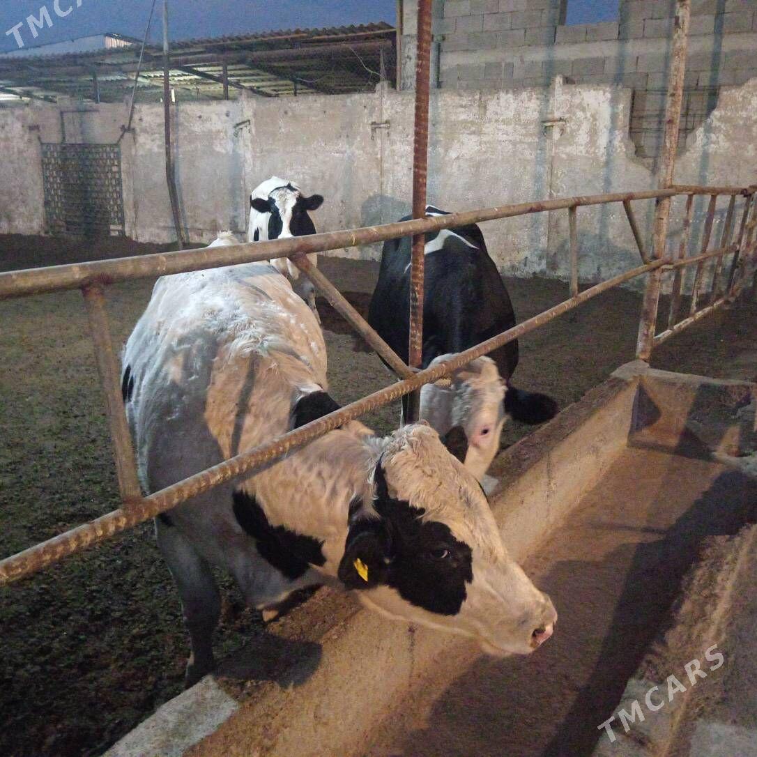 öküz - Ашхабад - img 3