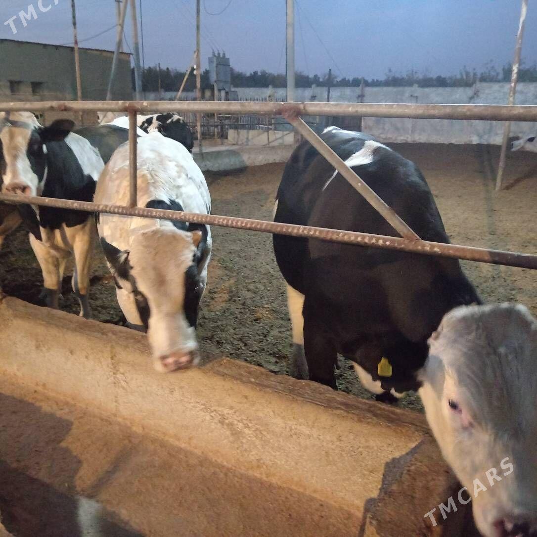 öküz - Ашхабад - img 2