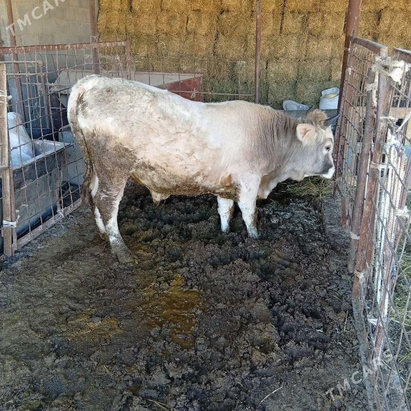 okuz - Bäherden - img 1