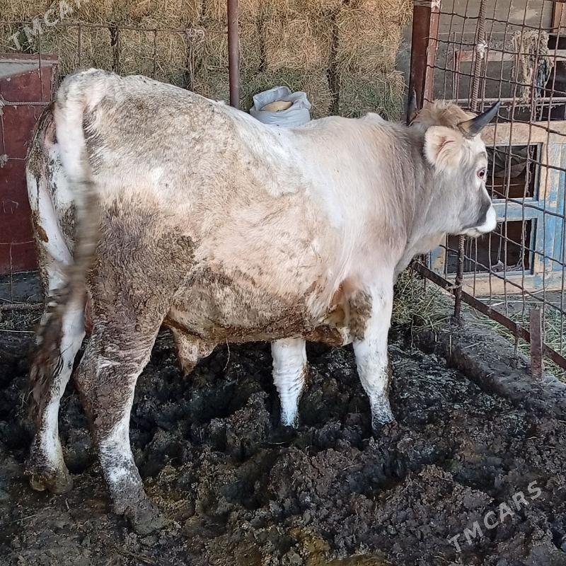 okuz - Bäherden - img 2