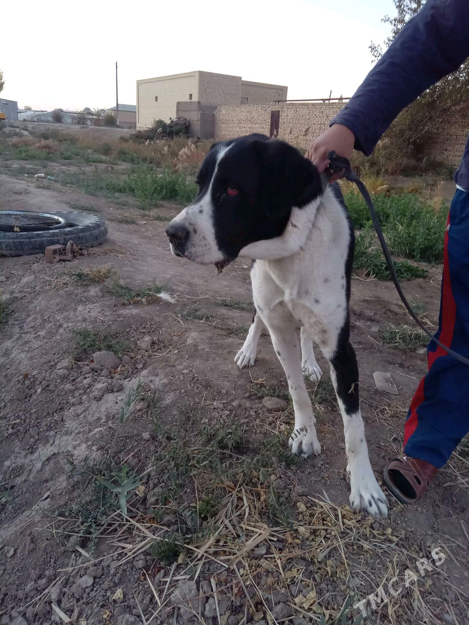 Alabaý - Мургап - img 2