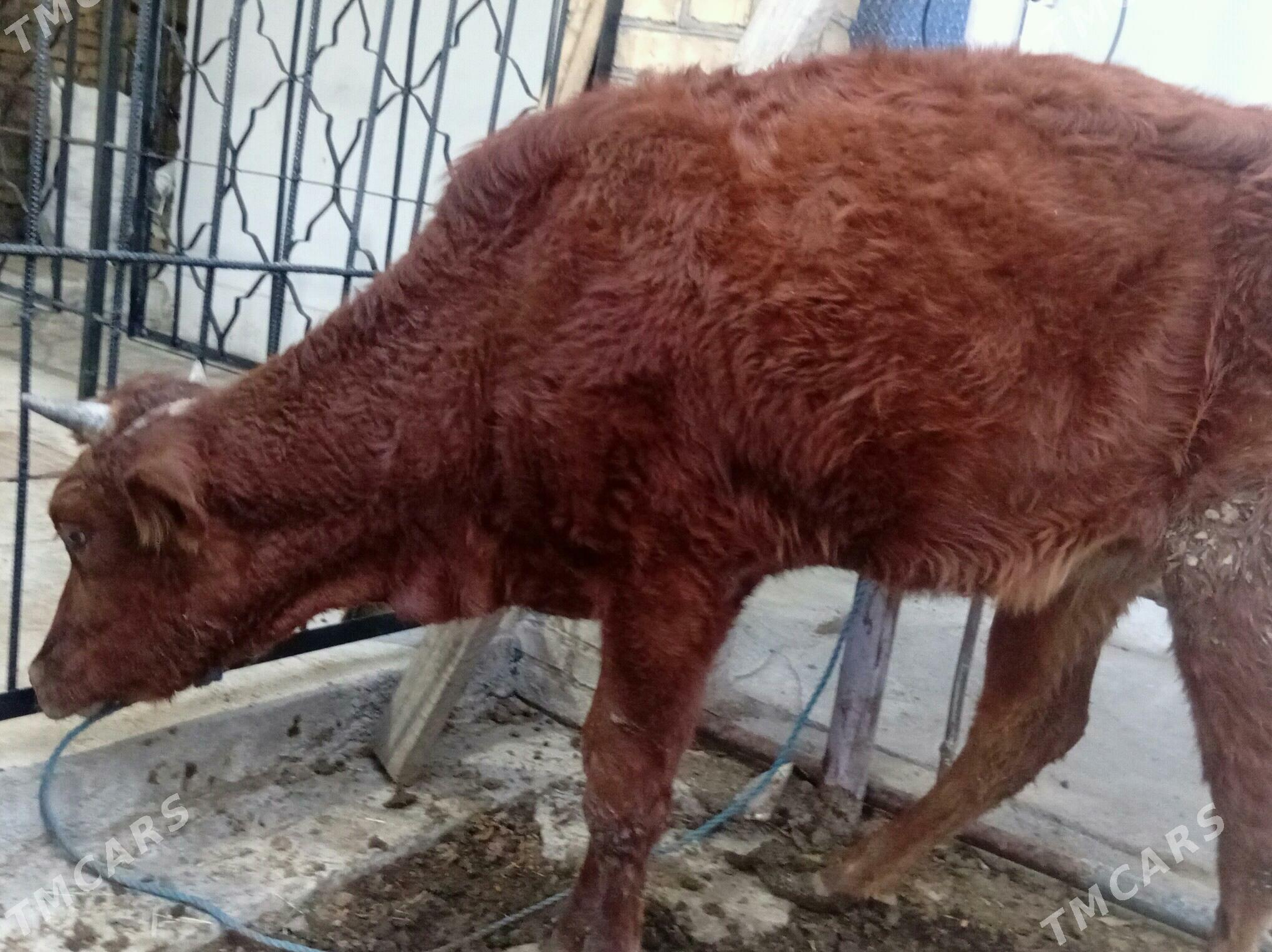 Okuzler ve unajyn - Türkmenabat - img 8