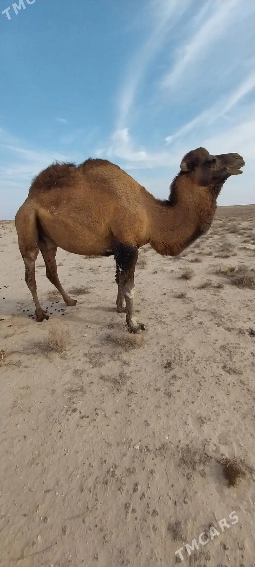 Bugra - Туркменбаши - img 2