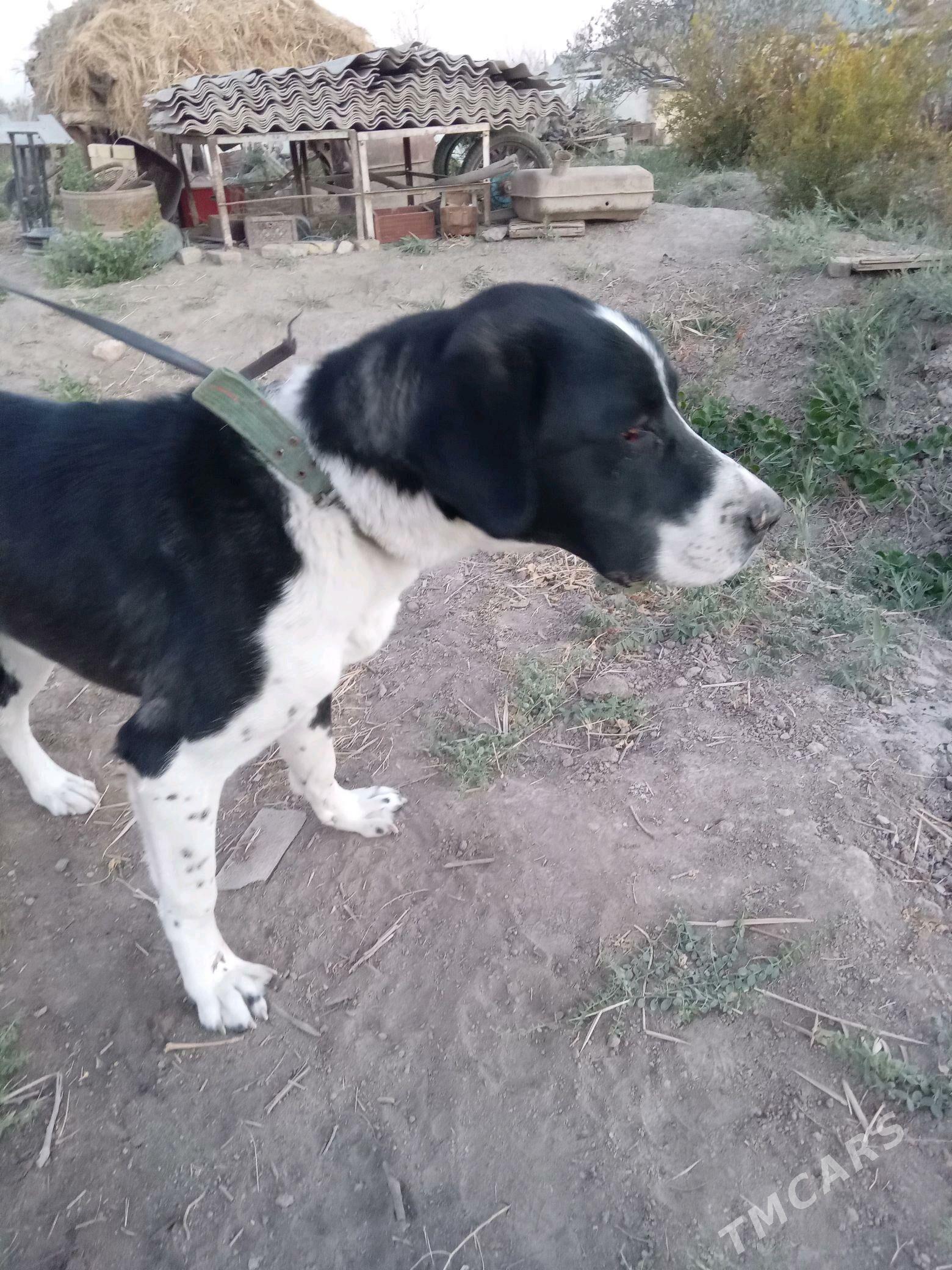 Alabaý - Мургап - img 3