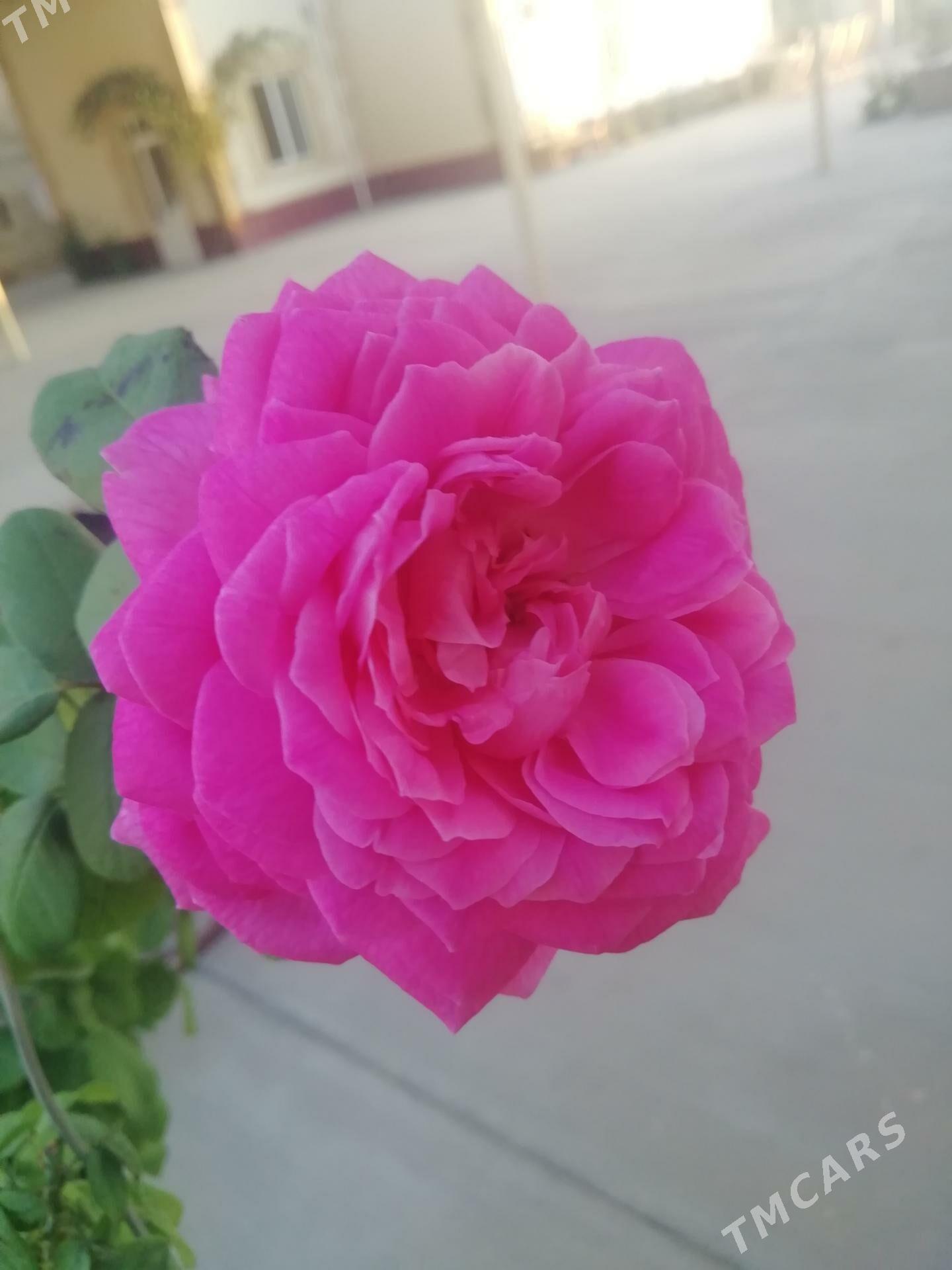 бегул - Балканабат - img 6