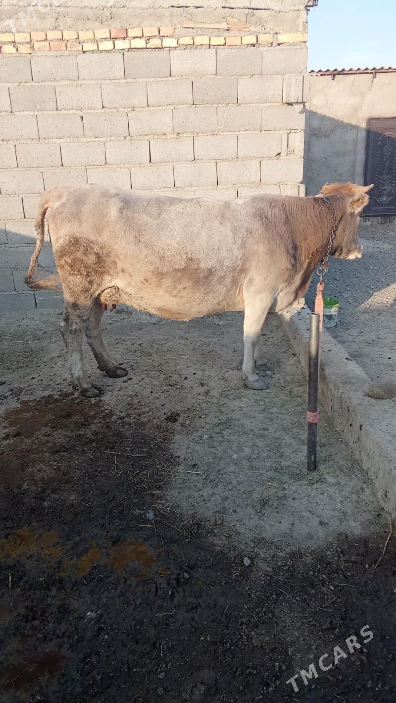 sygyr - Гызыларбат - img 2