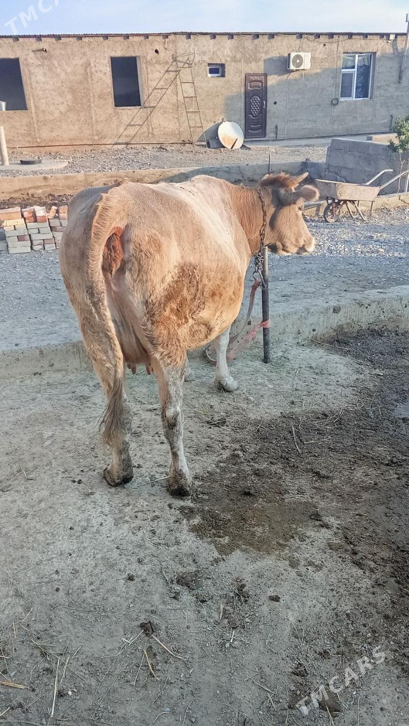 sygyr - Гызыларбат - img 4