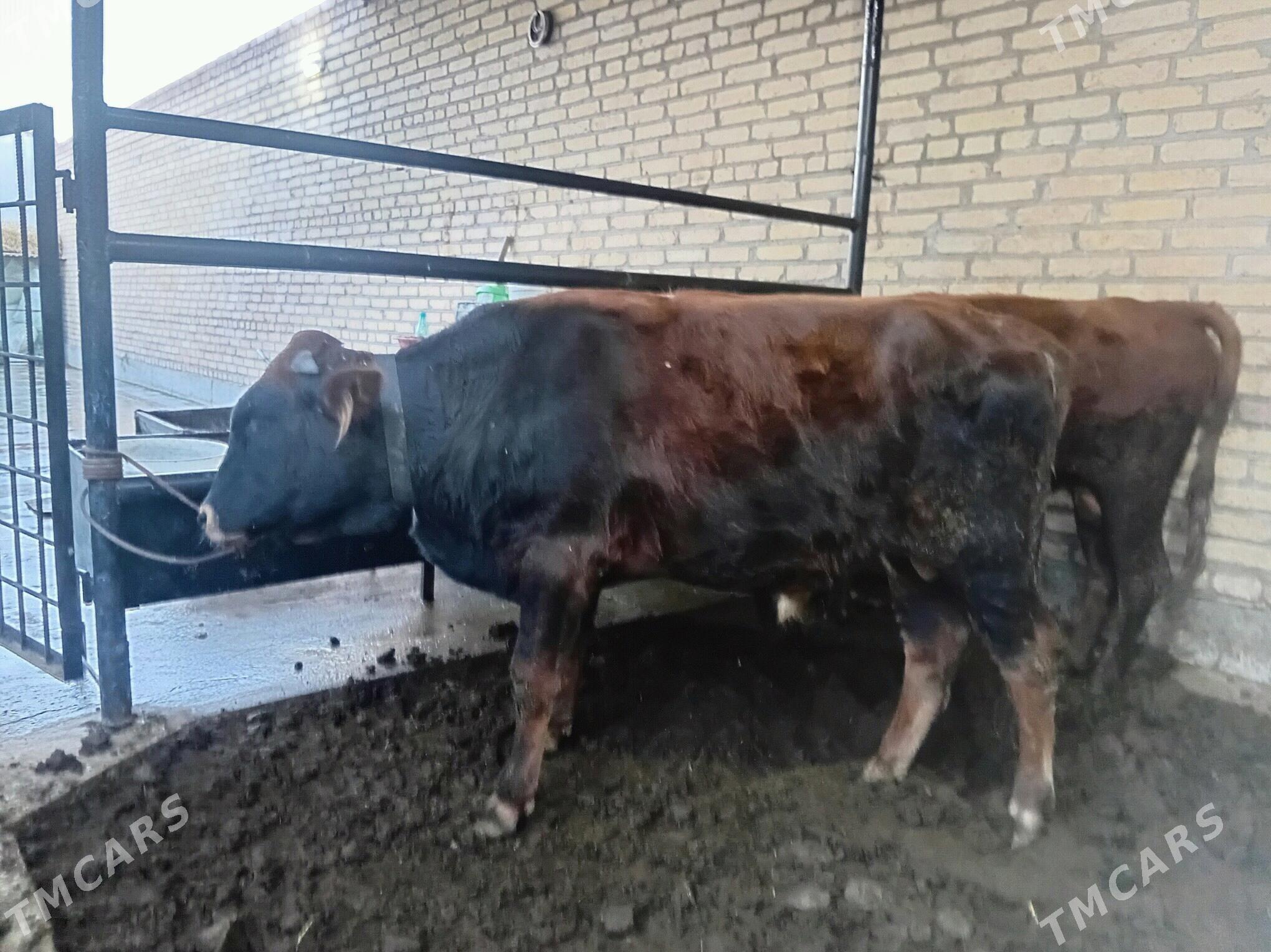 Okuzler ve unajyn - Türkmenabat - img 1