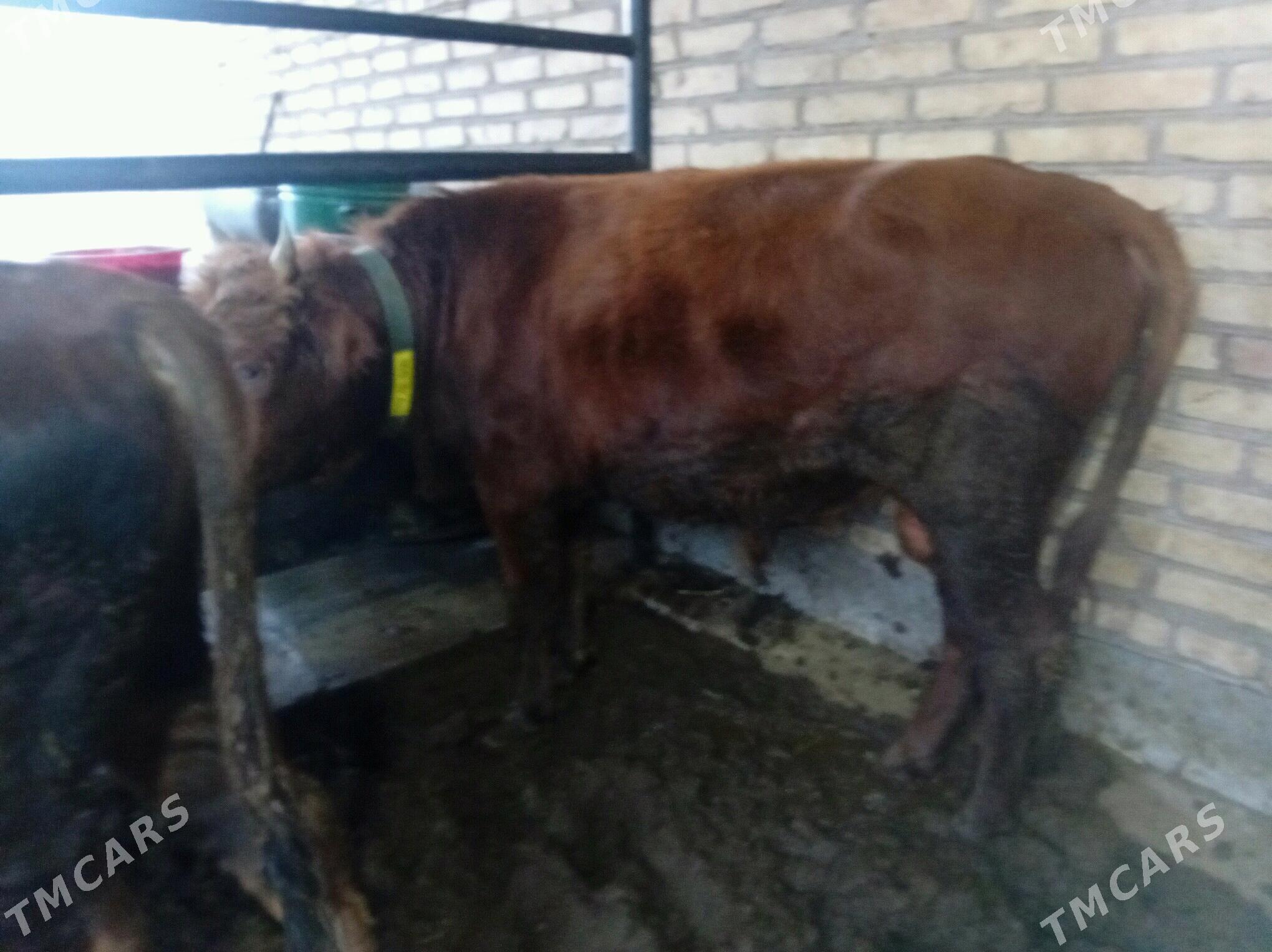 Okuzler ve unajyn - Türkmenabat - img 9