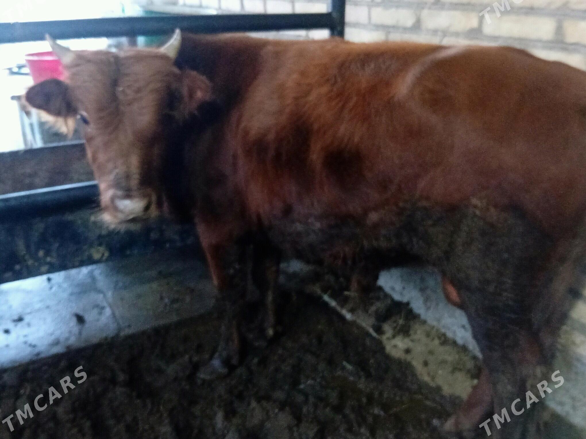 Okuzler ve unajyn - Türkmenabat - img 3