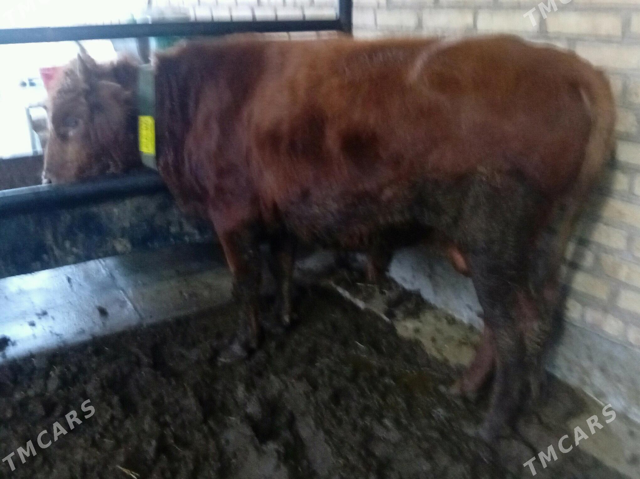 Okuzler ve unajyn - Türkmenabat - img 2