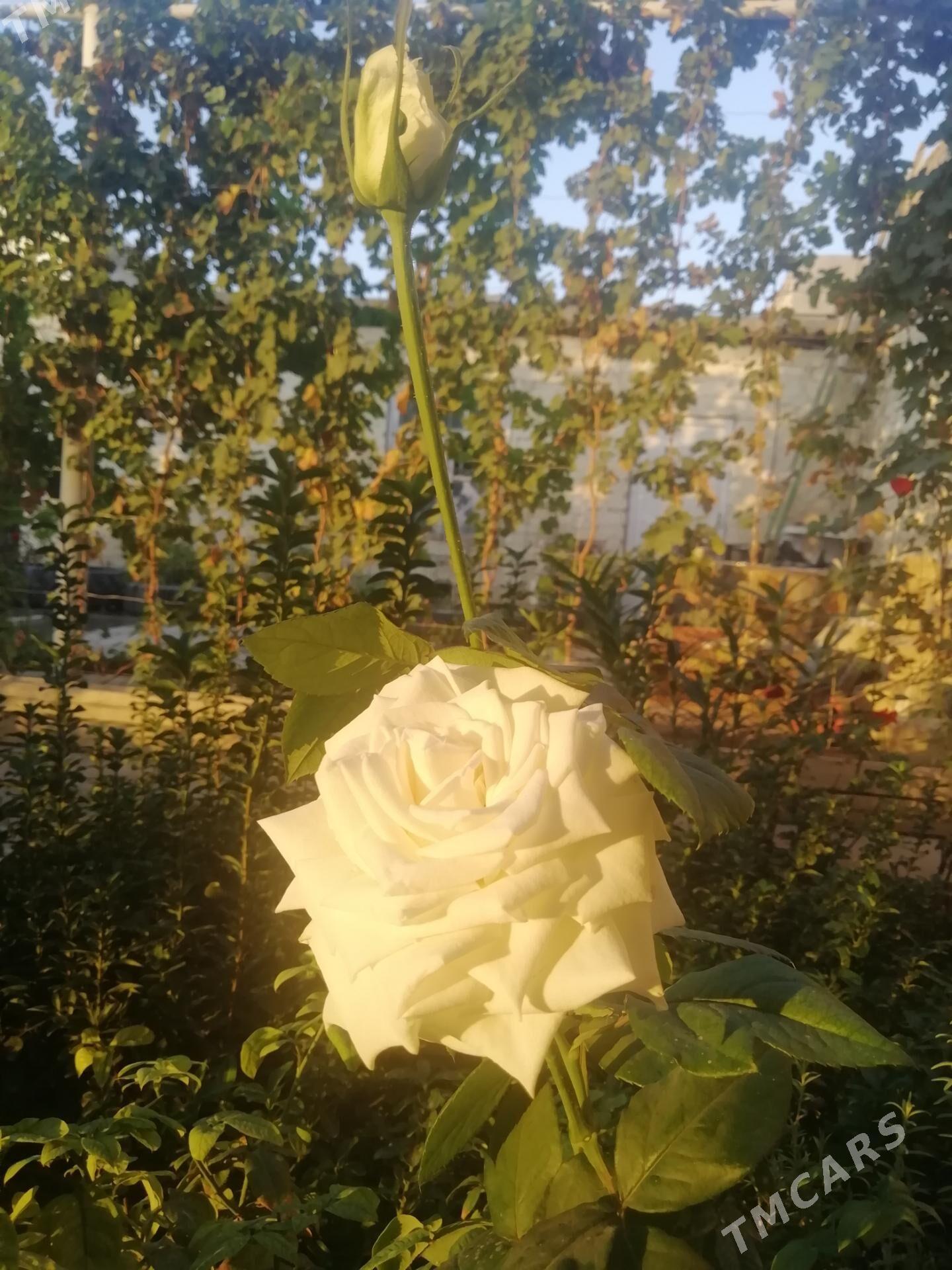 бегул - Балканабат - img 2