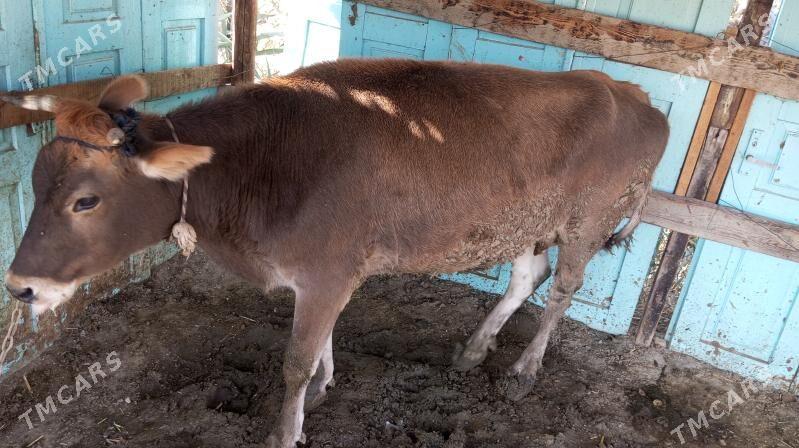 Sygyr - Бахарден - img 1